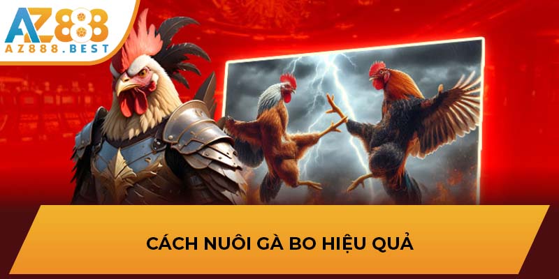 Cách nuôi gà bo hiệu quả