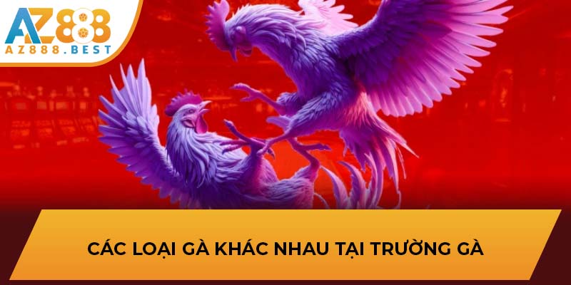 Các loại gà khác nhau tại trường gà