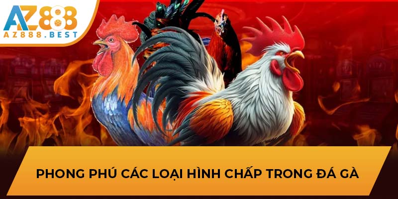 Luật chấp và biển thể trong luật đá gà 